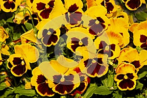 Cluster of yellow pansy flowers in South Windsor, Connecticut