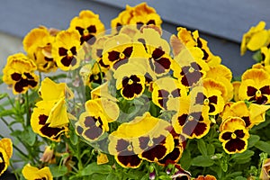 Cluster of yellow pansy flowers in South Windsor, Connecticut