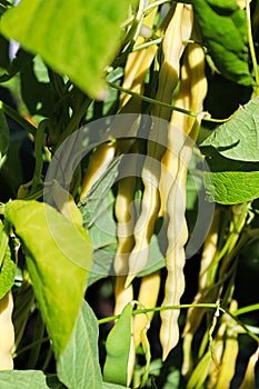 A cluster of yellow wax beans hanging on the plant