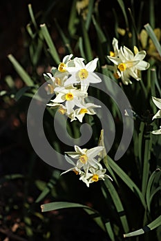 Cluster of yellow and white Bunch-flowered daffodil in the garden