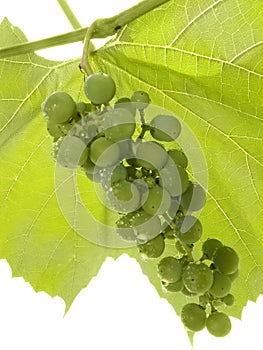 Cluster of a young green grape