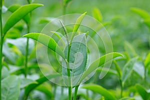 Cluster of young green tea leaf in tea field, Tea Plantations.
