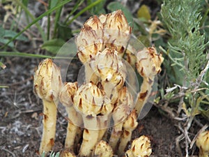 A cluster of young sprouts