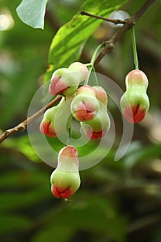 Cluster of young water apple