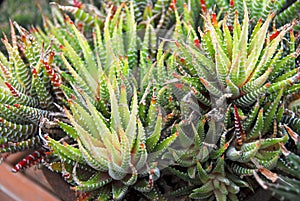 Clustered Aloe Succulent Plant