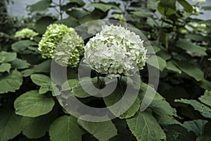 A Clustered `Annabelle` Hydrangea Hydrangea Arborescens Flowering Shrub.