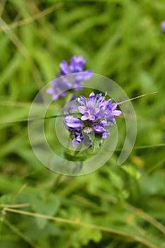 Clustered bellflower