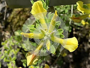 Clustered broom / Cytisus hirsutus or Cytisus supinus / Hairy broom, Kopf-Zwergginster, Kopf-Geissklee or Niedriger Zwergginster photo