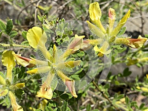 Clustered broom / Cytisus hirsutus or Cytisus supinus / Hairy broom, Kopf-Zwergginster, Kopf-Geissklee or Niedriger Zwergginster