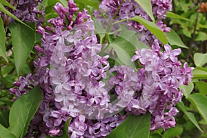Clustered bunched of liliac blossoms on a tree
