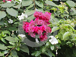 Clustered paper flowers reinforce the red color among the lush green leaves