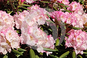 Clustered pink flowers