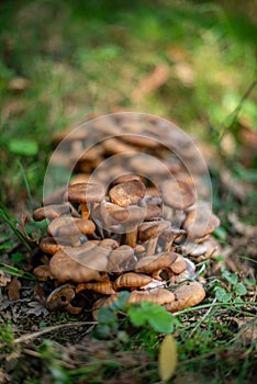 Clustered Wild Mushrooms