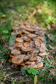 Clustered Wild Mushrooms