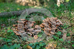 Clustered Wild Mushrooms