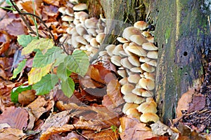 Clustered woodlover or Hypholoma fasciculare in autumn forest