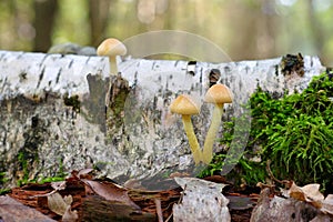 clustered woodlover or Hypholoma fasciculare in forest