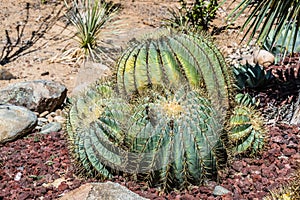 Clustering Barrel-Shaped Cactus Plant