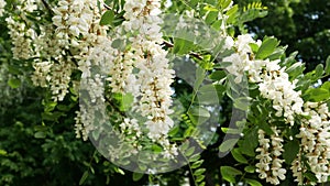 Clusters of blooming white acacia. A fragrant fragrant tree. Panorama.