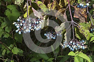 Clusters of blue berries