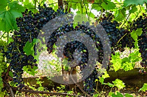 clusters of blue grape on the vine