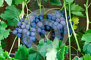 clusters of blue grape on the vine