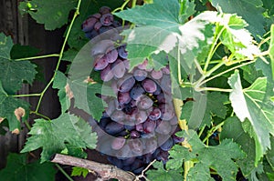 clusters of blue grape on the vine
