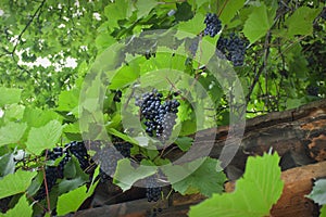 Clusters of blue grapes