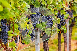 Clusters of blue grapes on a row of vines