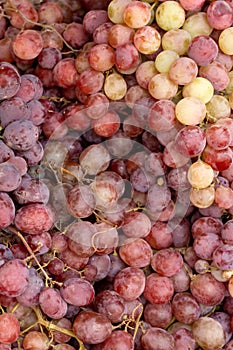 Clusters of blue grapes. Top view