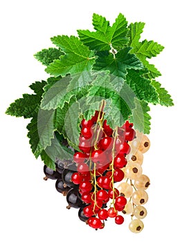 Clusters (bunches) of red,white and black currants together photo