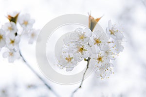 Clusters of cherry blossoms in spring, closeup