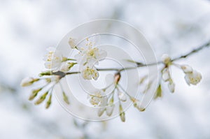 Clusters of cherry blossoms in spring, closeup