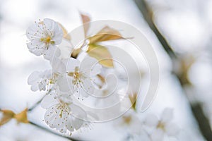 Clusters of cherry blossoms in spring, closeup