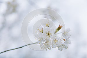 Clusters of cherry blossoms in spring, closeup