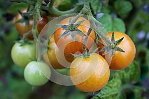 Clusters of Cherry Tomatoes on Vine