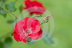 Clusters of  climbing  red shrub Rose KÃ¶ln am Rhein blooms