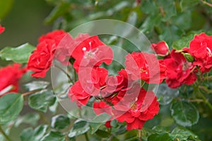 Clusters of  climbing  red shrub Rose KÃ¶ln am Rhein blooms