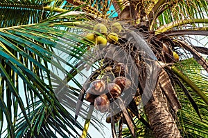 Clusters of coconuts on a palm tree