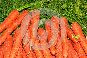 Clusters of colorful orange carrots with green tops held together with elastic bands. Selective focus