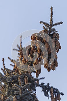 Clusters of cones on a branch of a blue spruce lat. PÄ«cea pÅ«ngens