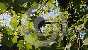 Clusters of dark grapes hanging from the vine with sunlight filtering through. Viticulture and winemaking concept