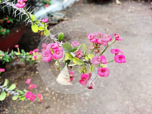 Clusters of delicate pink Euphorbia milii flowers adorned the windowsill, bringing a touch of elegance to the room.