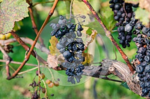 Clusters of dry red grapes in vineyard