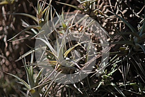 CLUSTERS OF EPIPHYTE PLANT LEAVES IN SUNLIGHT LIVING IN A TREE