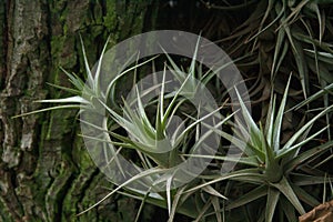 CLUSTERS OF EPIPHYTE PLANT LEAVES IN A TREE