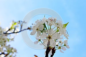 Clusters of Evergreen Pear white flowers