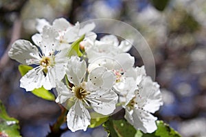 Clusters of Evergreen Pear white flowers