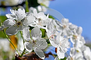 Clusters of Evergreen Pear white flowers