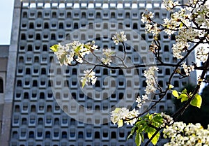 Clusters of Evergreen Pear white flowers